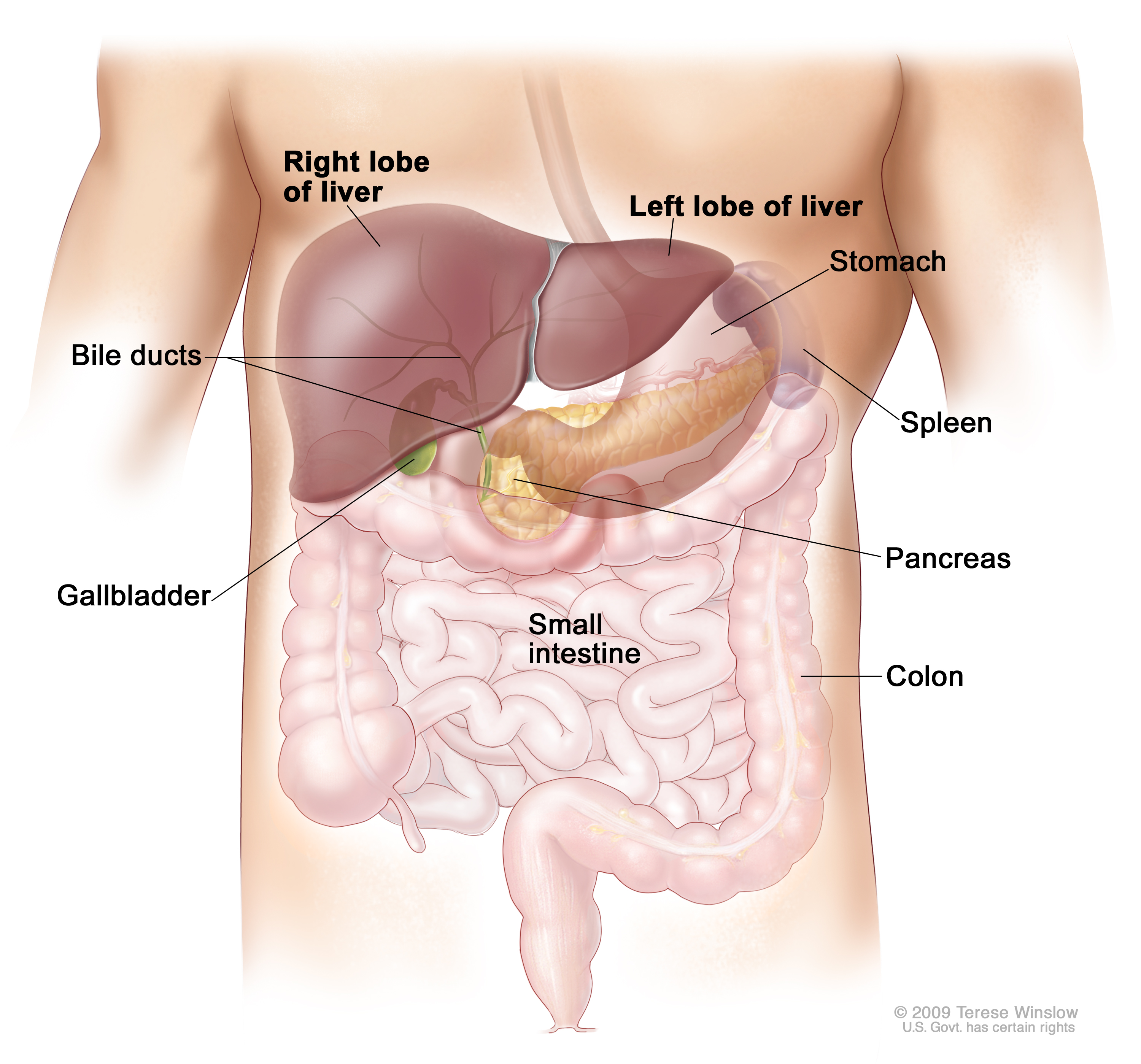 liver_anatomy_enlarge
